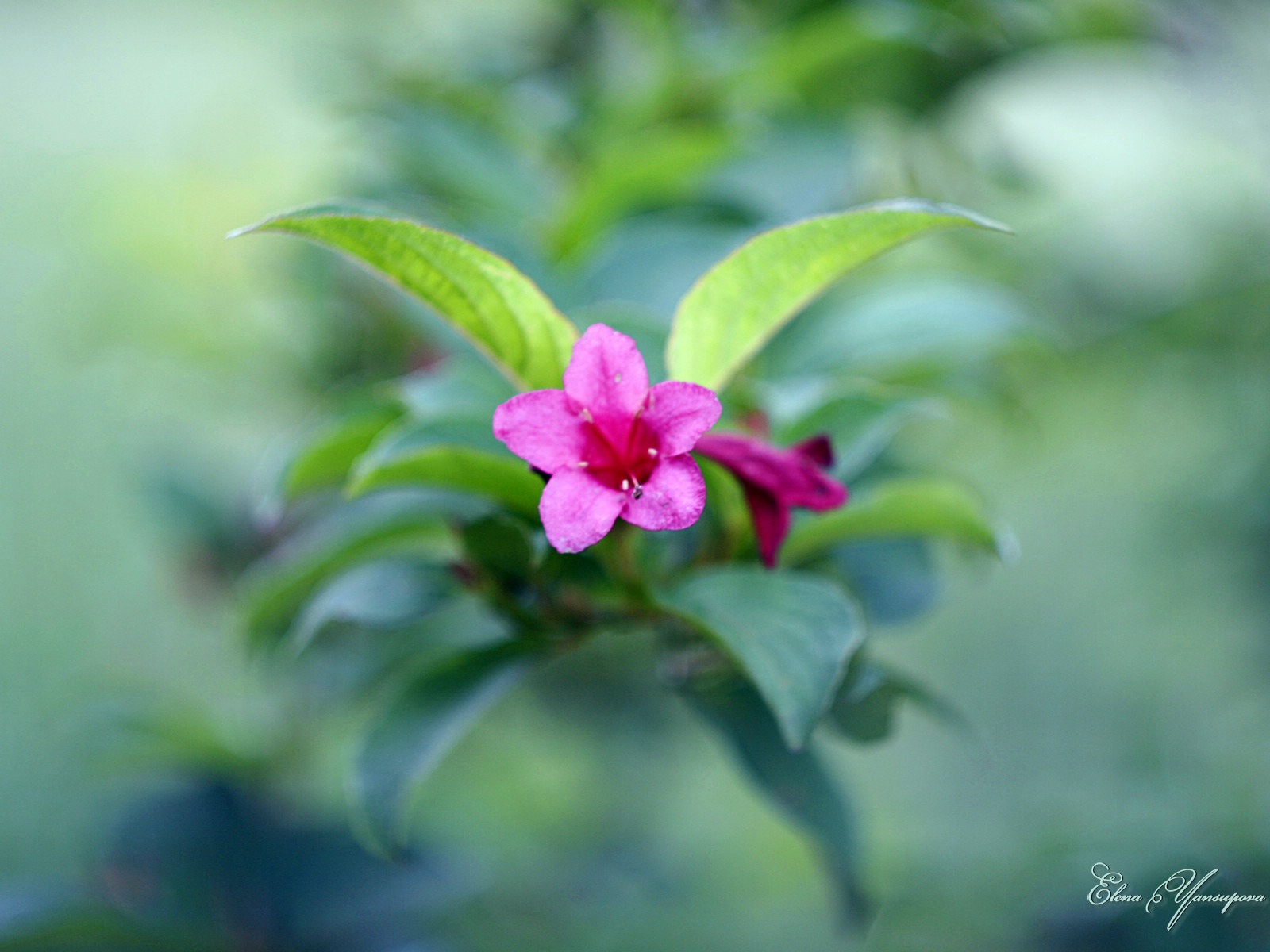 Windows 8 Theme HD Wallpapers: Beautiful flowers #12 - 1600x1200