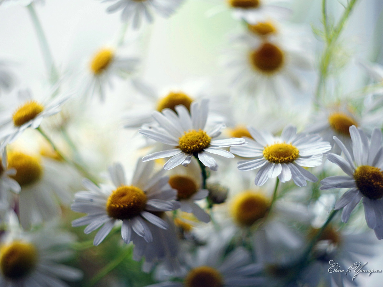 Windows 8 Theme HD Wallpapers: Beautiful flowers #13 - 1600x1200