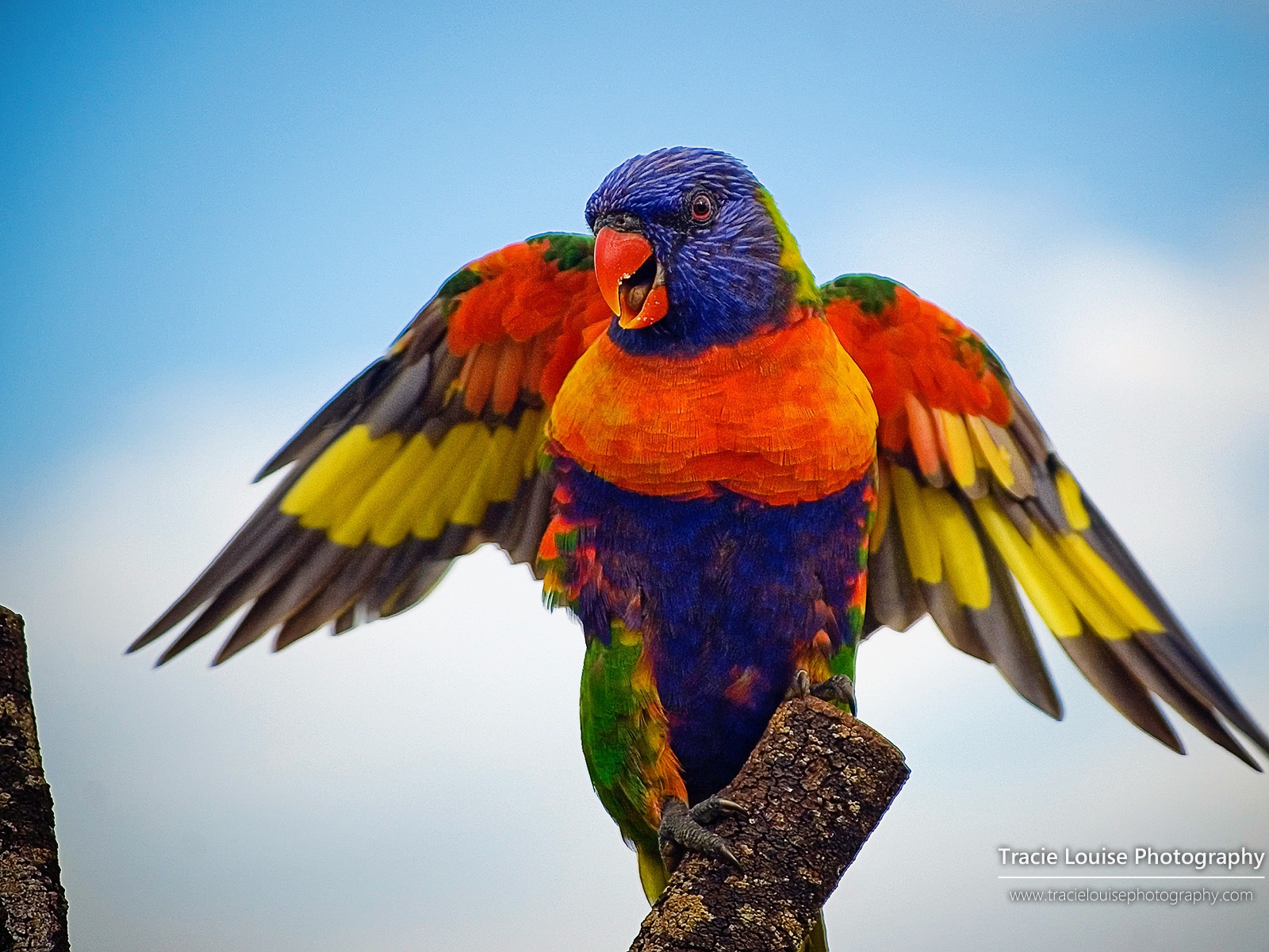 カラフルな鳥、Windowsの8テーマの壁紙 #1 - 1600x1200