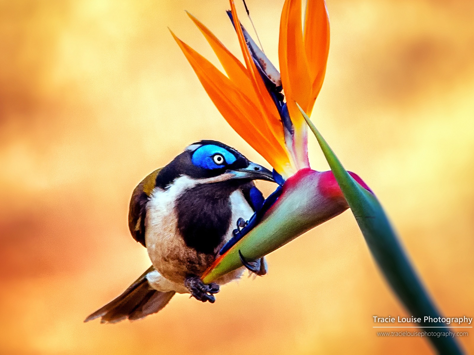 カラフルな鳥、Windowsの8テーマの壁紙 #2 - 1600x1200