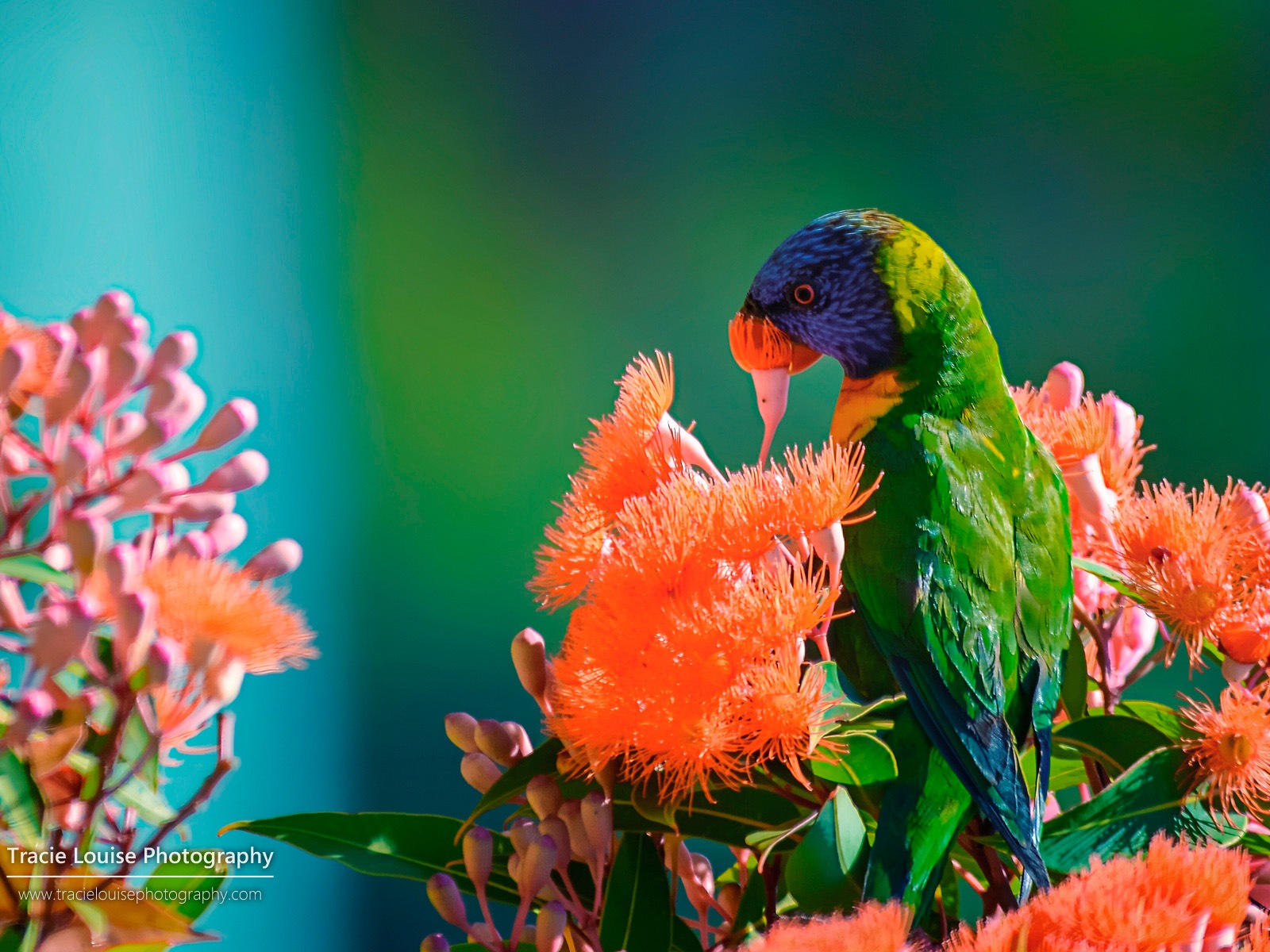 カラフルな鳥、Windowsの8テーマの壁紙 #3 - 1600x1200