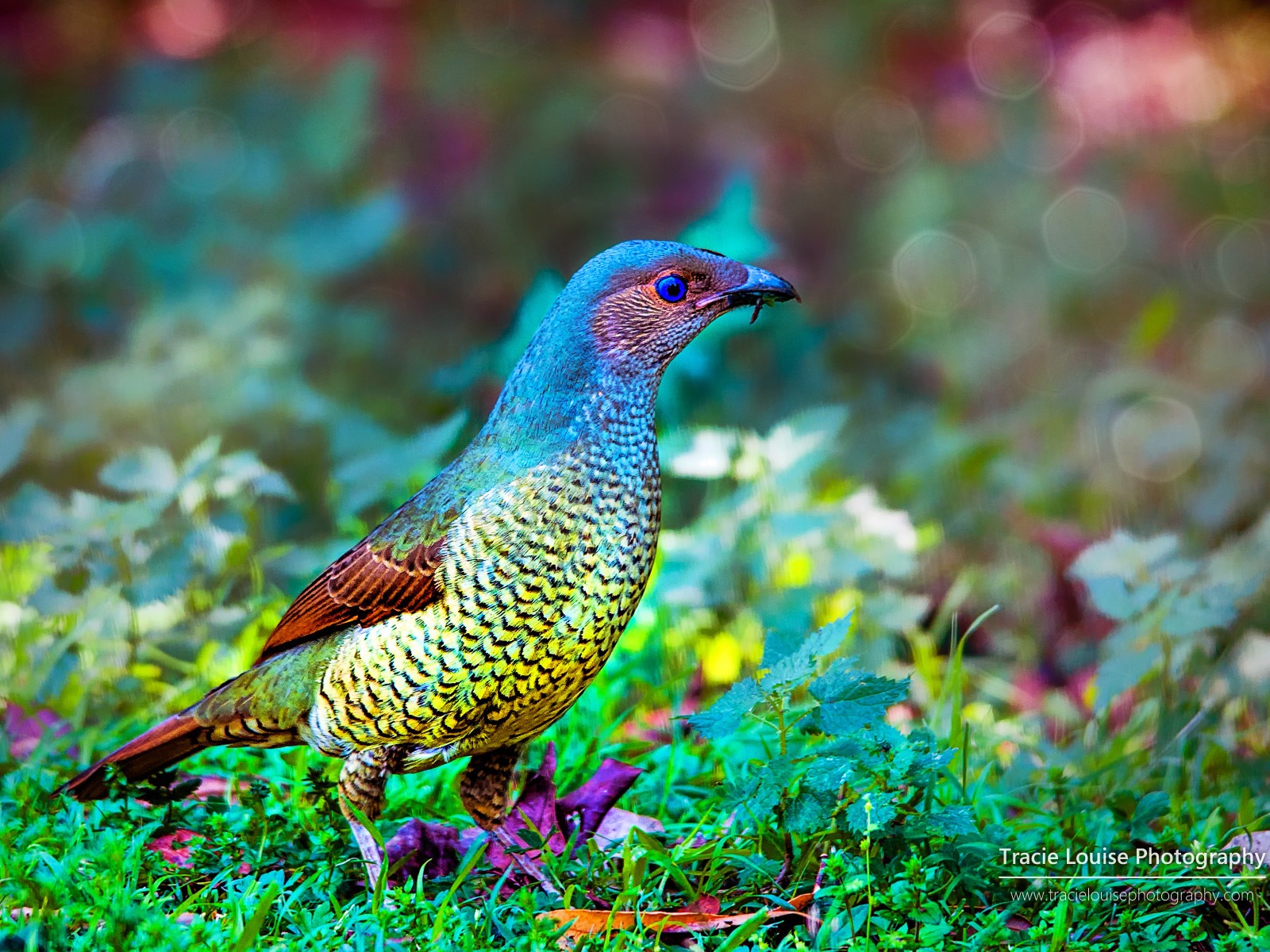 カラフルな鳥、Windowsの8テーマの壁紙 #5 - 1600x1200