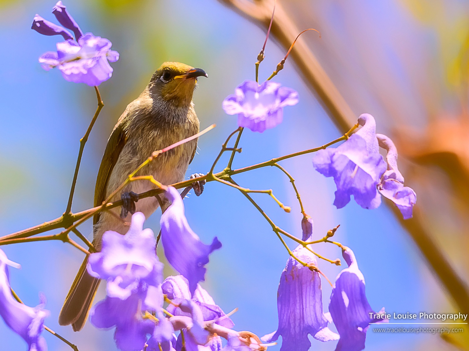 カラフルな鳥、Windowsの8テーマの壁紙 #6 - 1600x1200