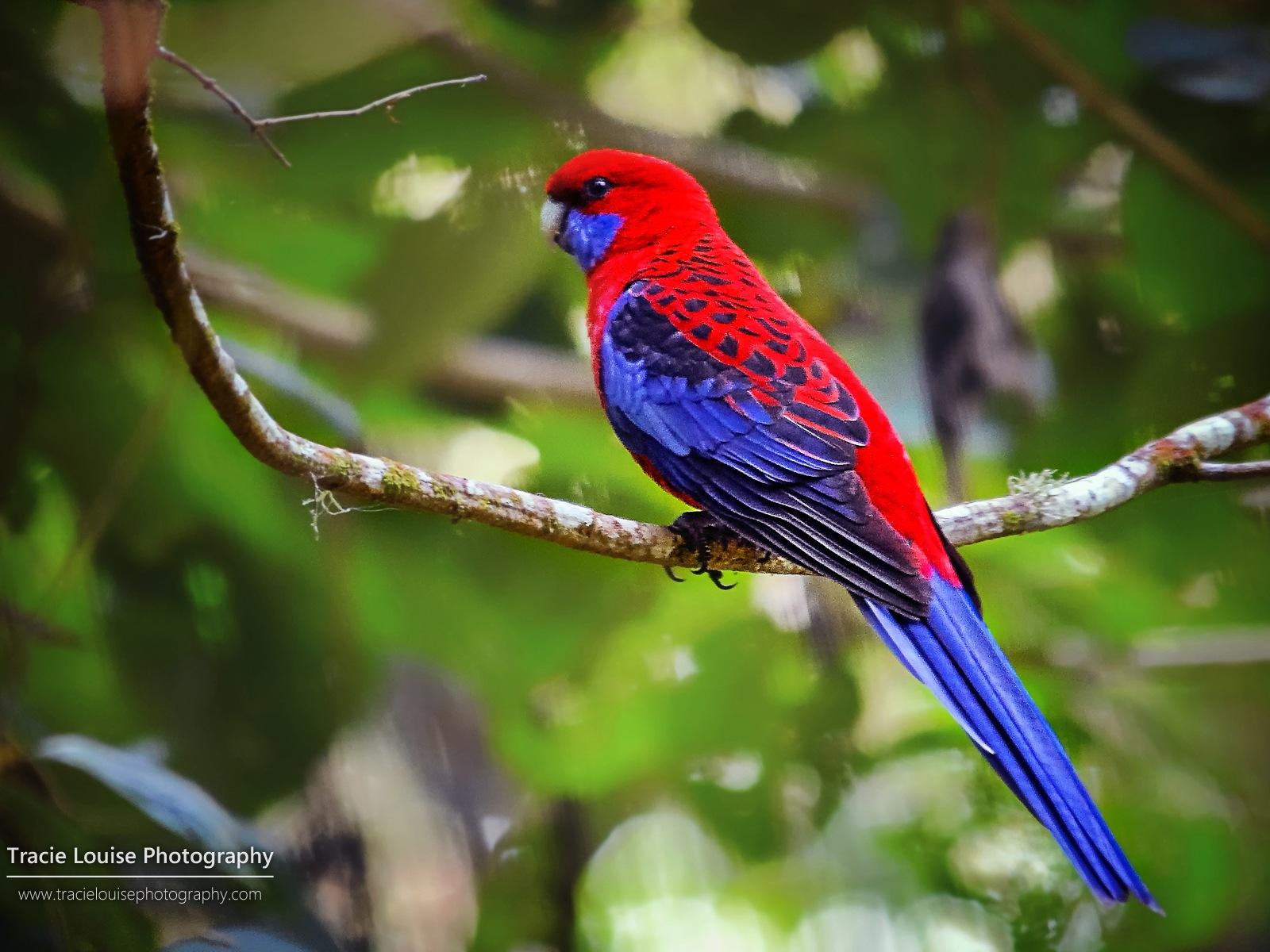 カラフルな鳥、Windowsの8テーマの壁紙 #8 - 1600x1200