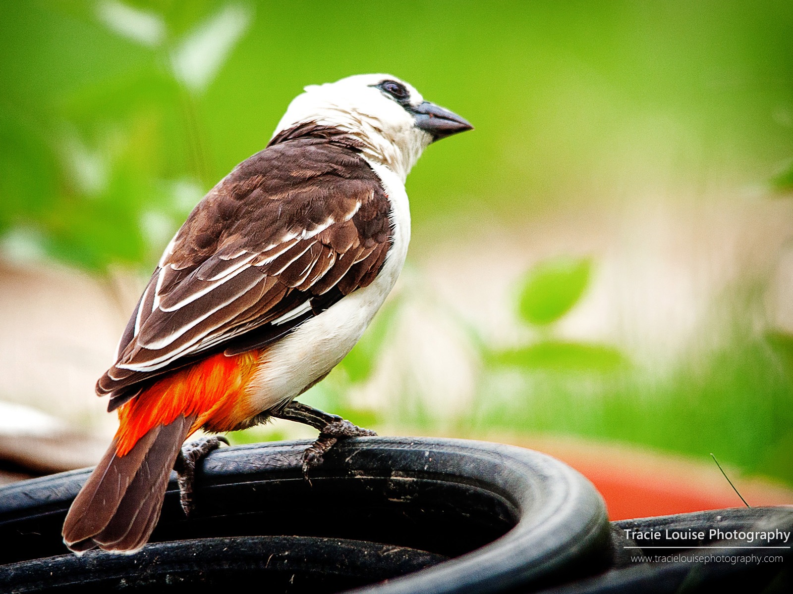 カラフルな鳥、Windowsの8テーマの壁紙 #9 - 1600x1200