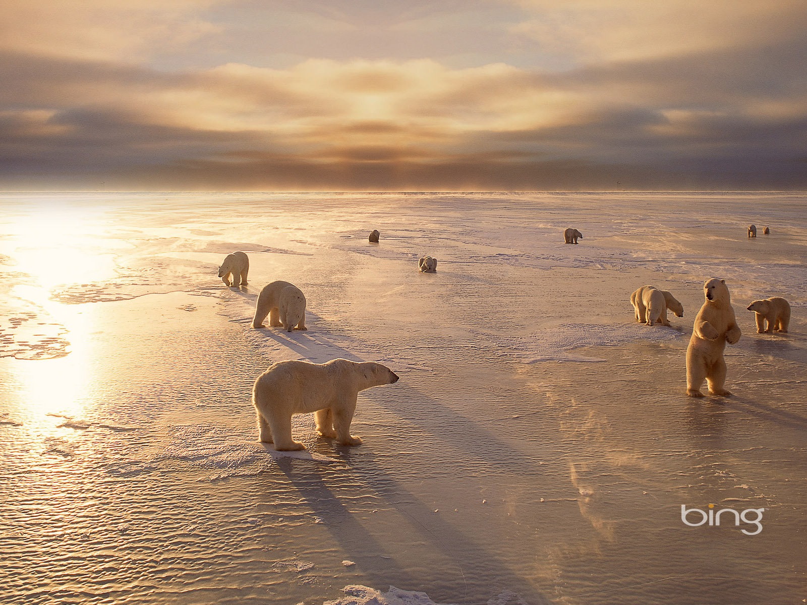 Bing 必應2014年1月壁紙精選 #8 - 1600x1200