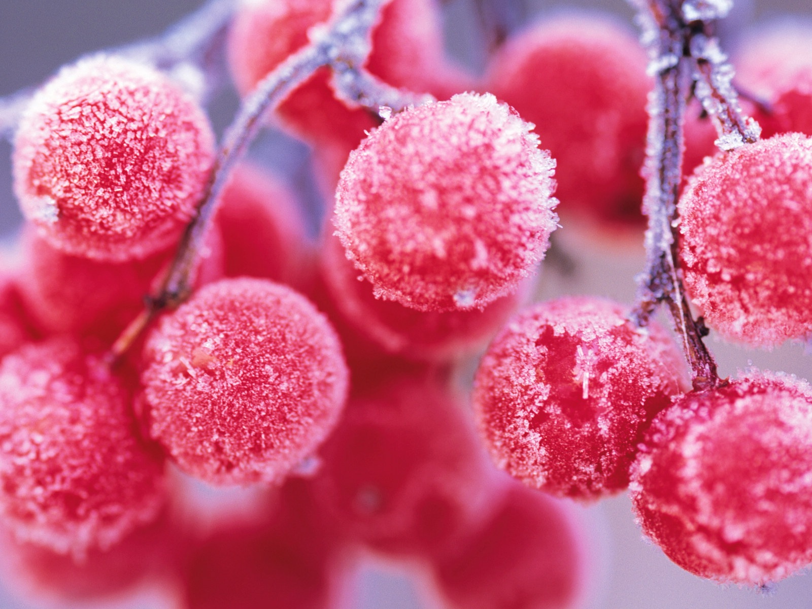 冬天的漿果 霜凍冰雪壁紙 #1 - 1600x1200