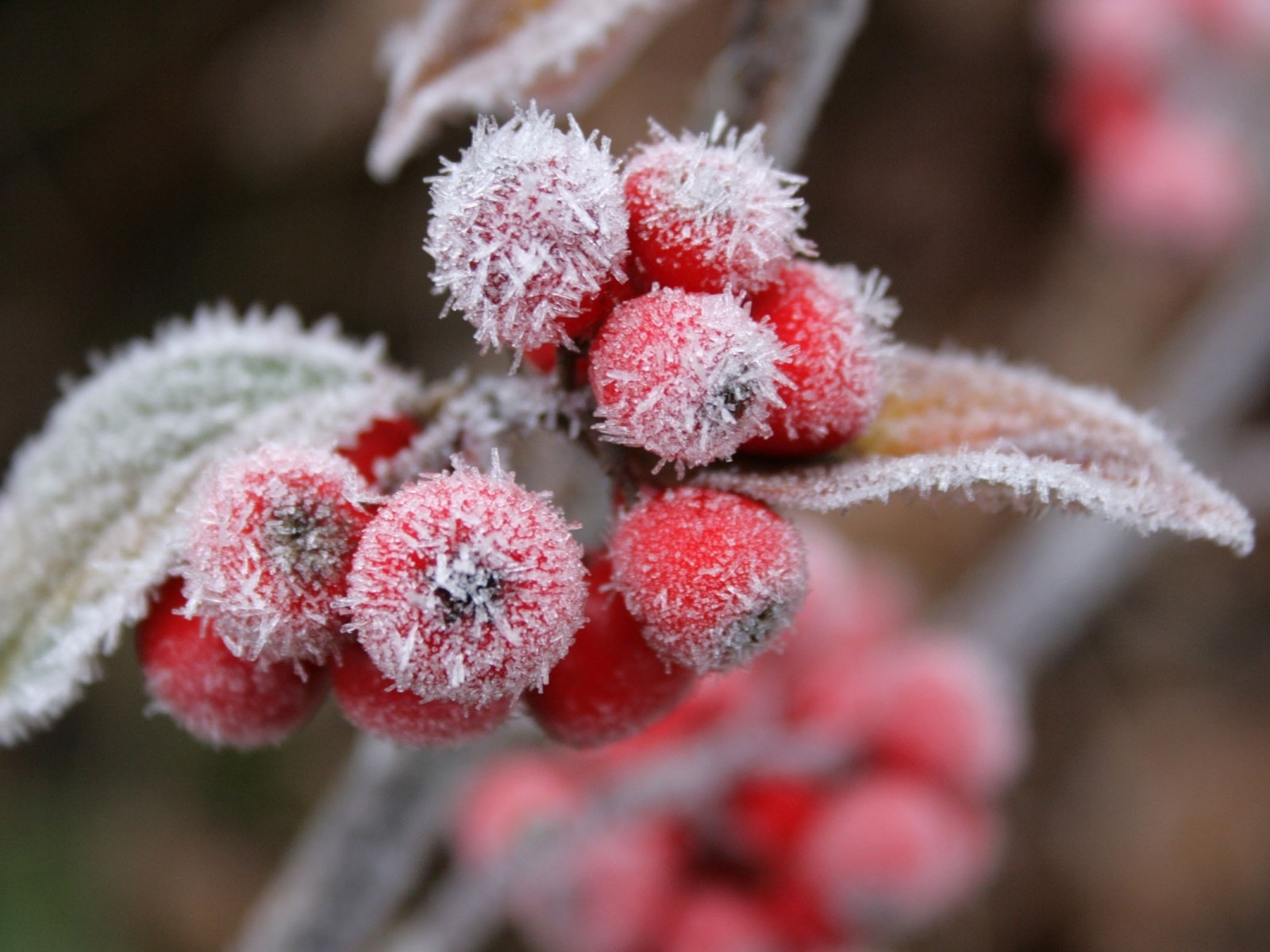 冬のベリー、霜、雪HDの壁紙 #2 - 1600x1200