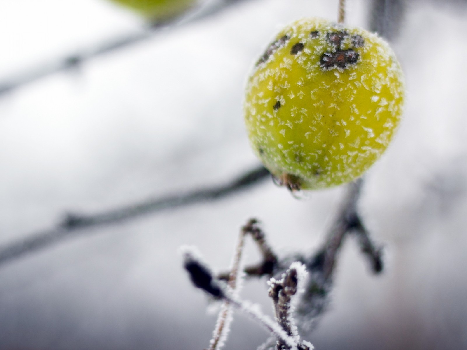 冬天的漿果 霜凍冰雪壁紙 #6 - 1600x1200