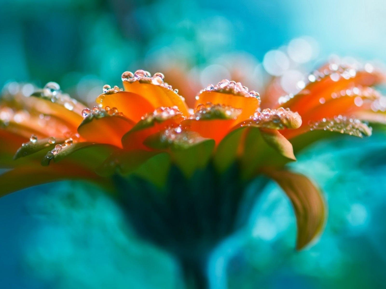 清新的花草 高清壁紙 #1 - 1600x1200