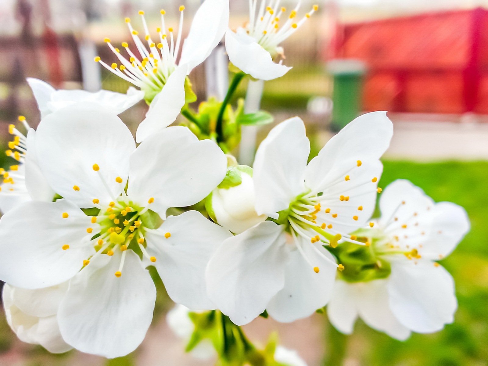 清新的花草 高清壁紙 #4 - 1600x1200