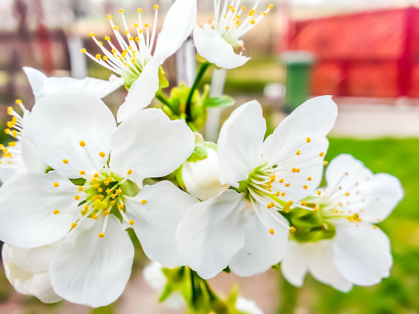 Fresh flowers and grass HD wallpaper #4 - 1600x1200