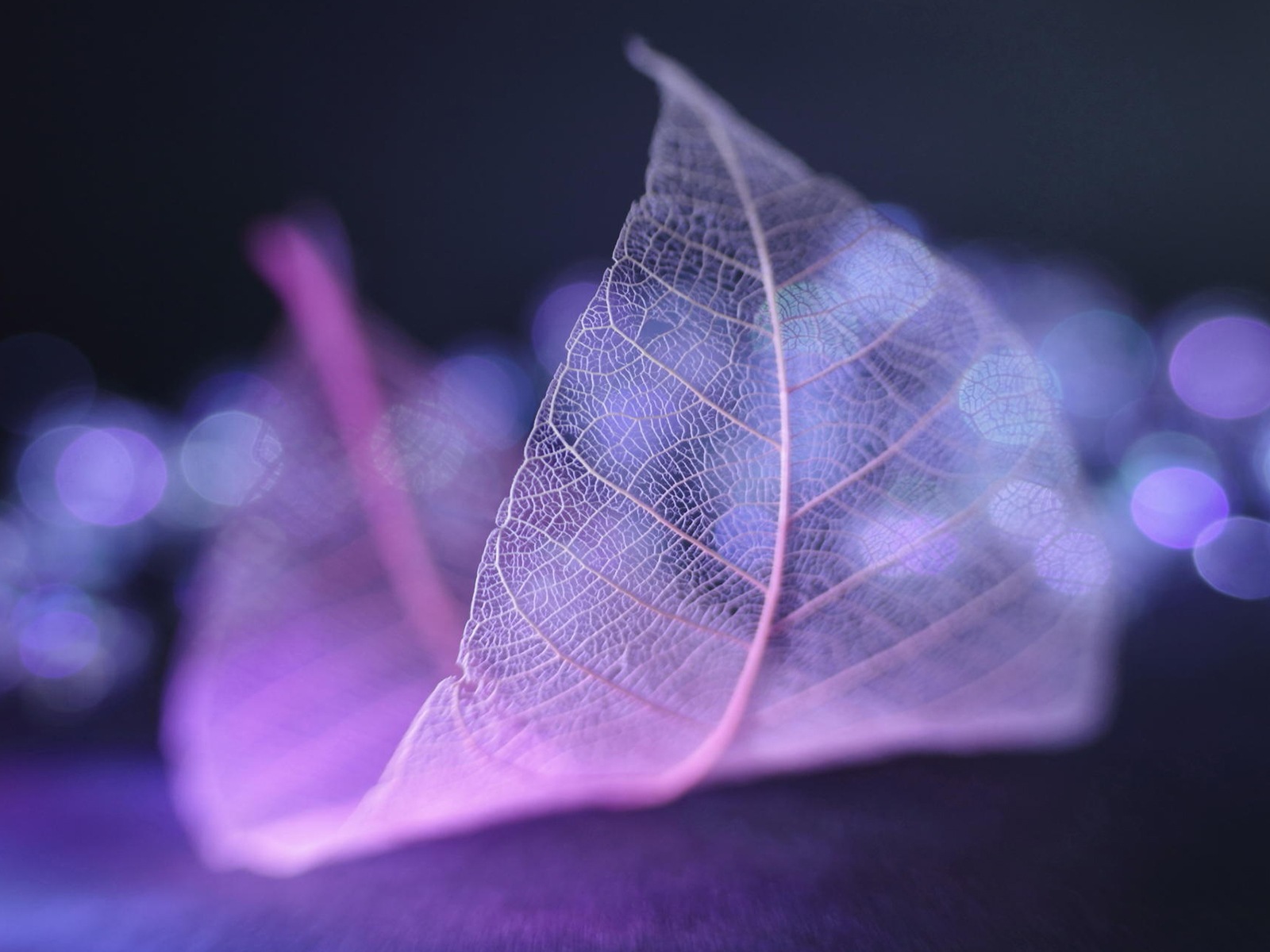 Leaf vein HD photography wallpaper #2 - 1600x1200