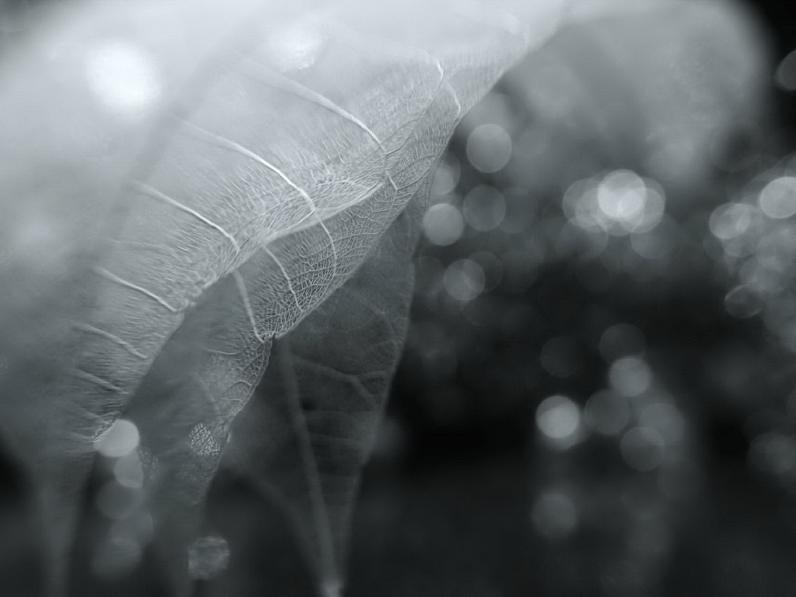 Leaf veine HD photographie fond d'écran #6 - 1600x1200