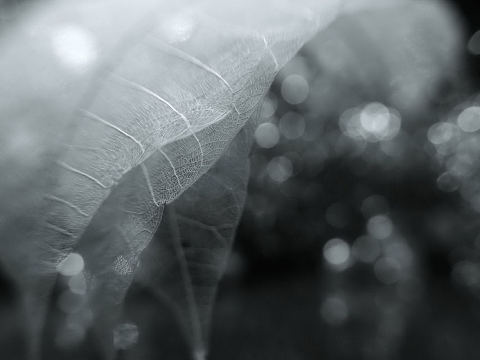 葉子的脈絡 高清攝影壁紙 #6 - 1600x1200