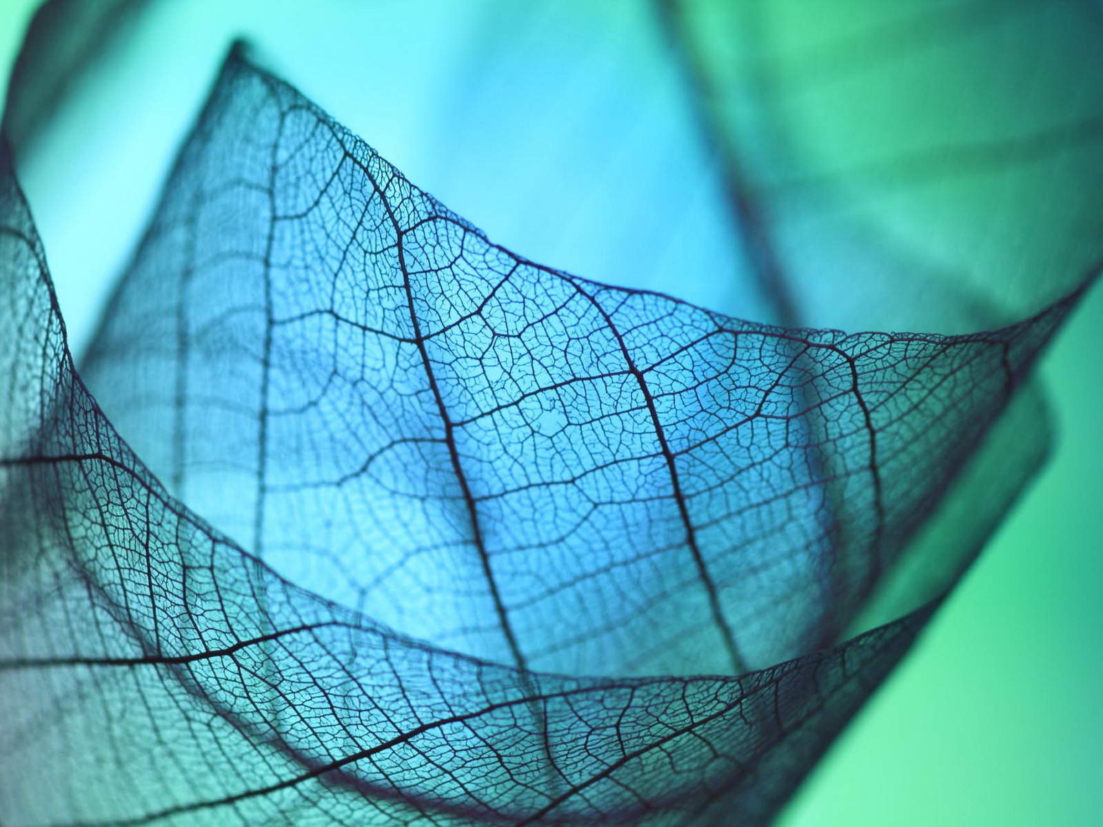 Leaf vein HD photography wallpaper #8 - 1600x1200
