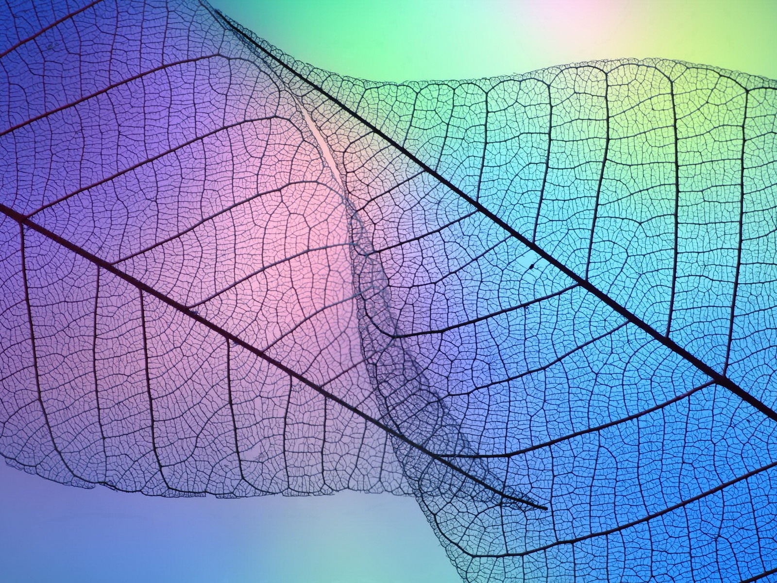 Leaf veine HD photographie fond d'écran #9 - 1600x1200