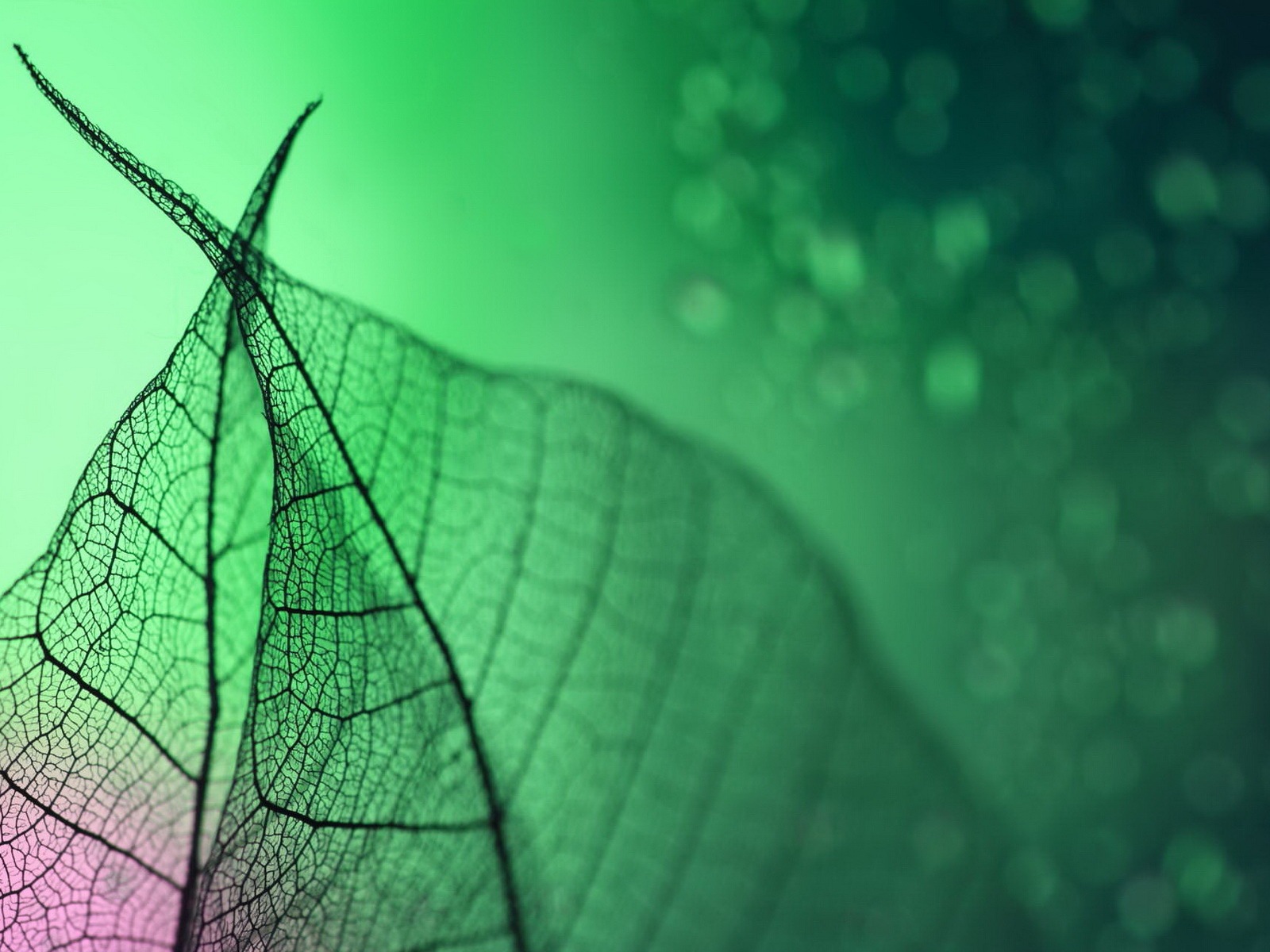 Leaf vein HD photography wallpaper #11 - 1600x1200