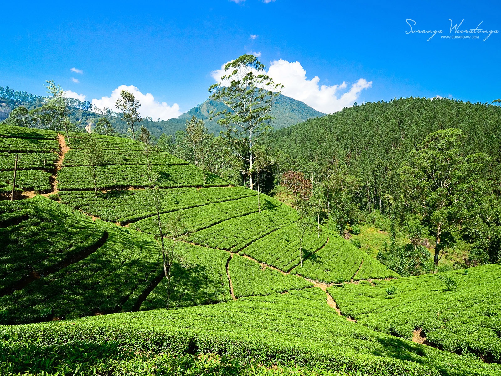 Sri Lanka landscape style, Windows 8 theme wallpapers #6 - 1600x1200