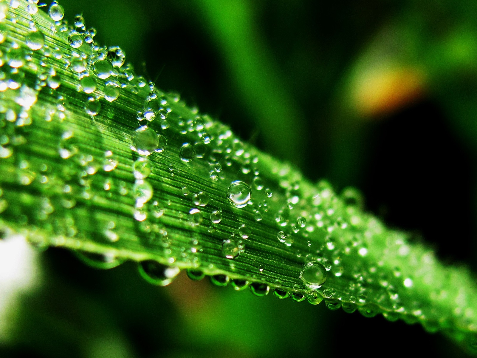 Water, the source of life, Windows 8 theme HD wallpapers #1 - 1600x1200