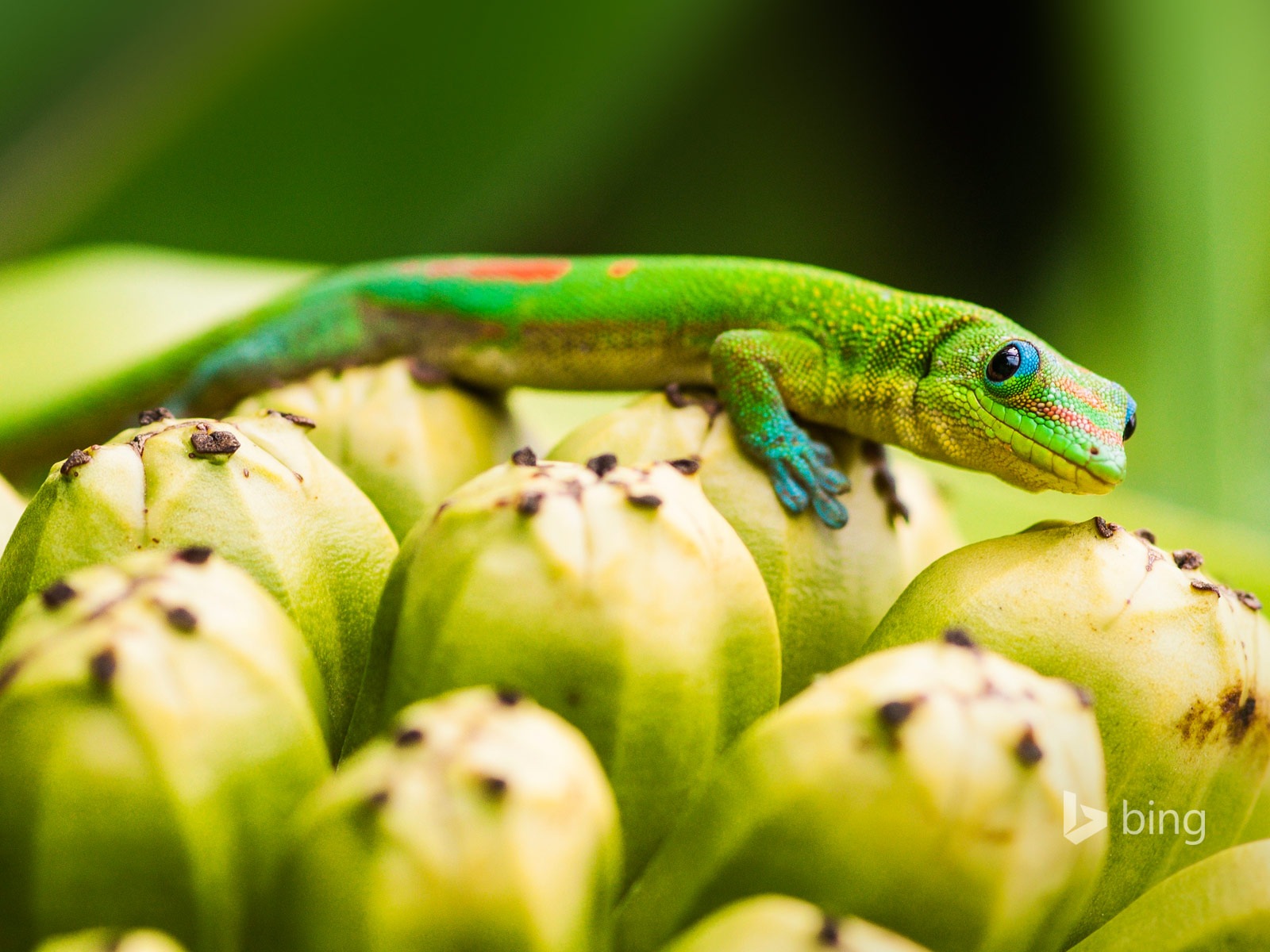 April 2014 Bing HD wallpapers #1 - 1600x1200