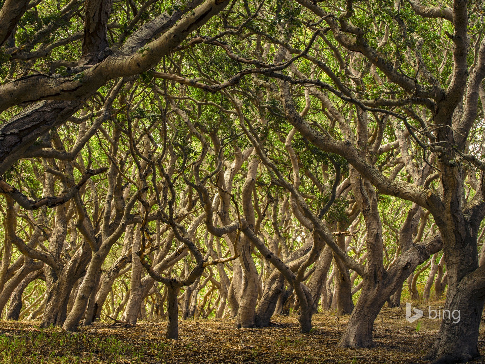 April 2014 Bing HD wallpapers #19 - 1600x1200
