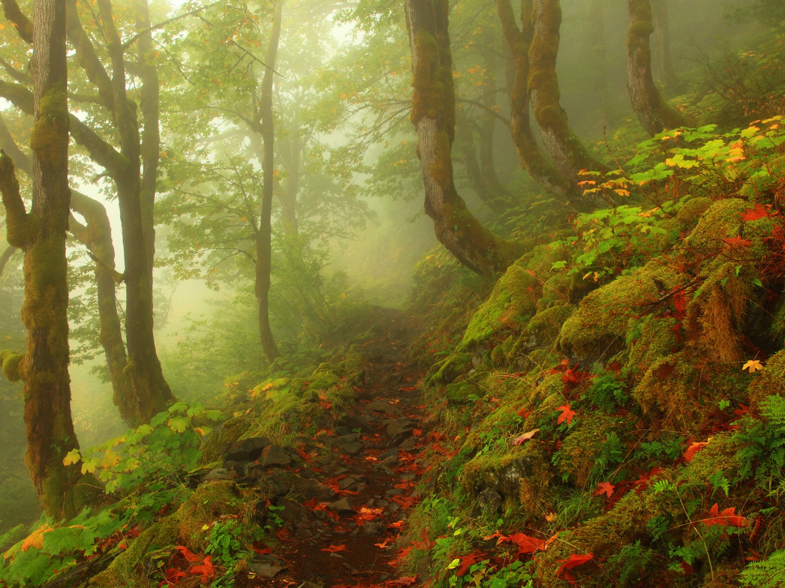 雾的秋天，红叶树木，高清壁纸4 - 1600x1200