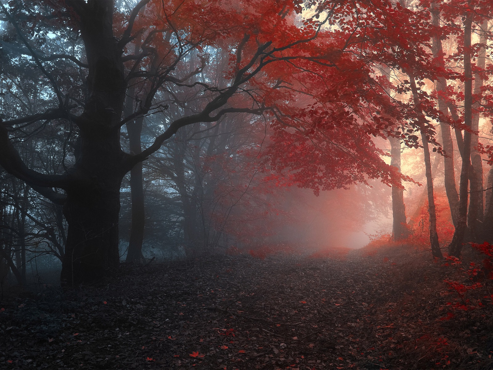 雾的秋天，红叶树木，高清壁纸7 - 1600x1200