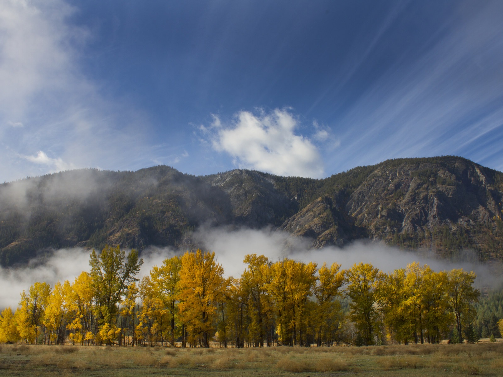 Hojas de otoño de niebla y los árboles fondos de pantalla de alta definición #9 - 1600x1200