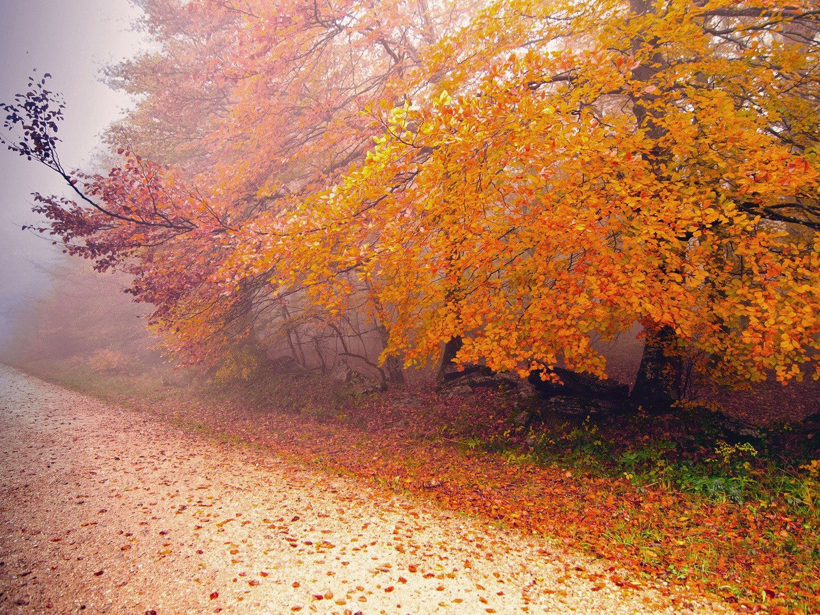 Foggy Herbst Blätter und Bäume HD Wallpaper #13 - 1600x1200