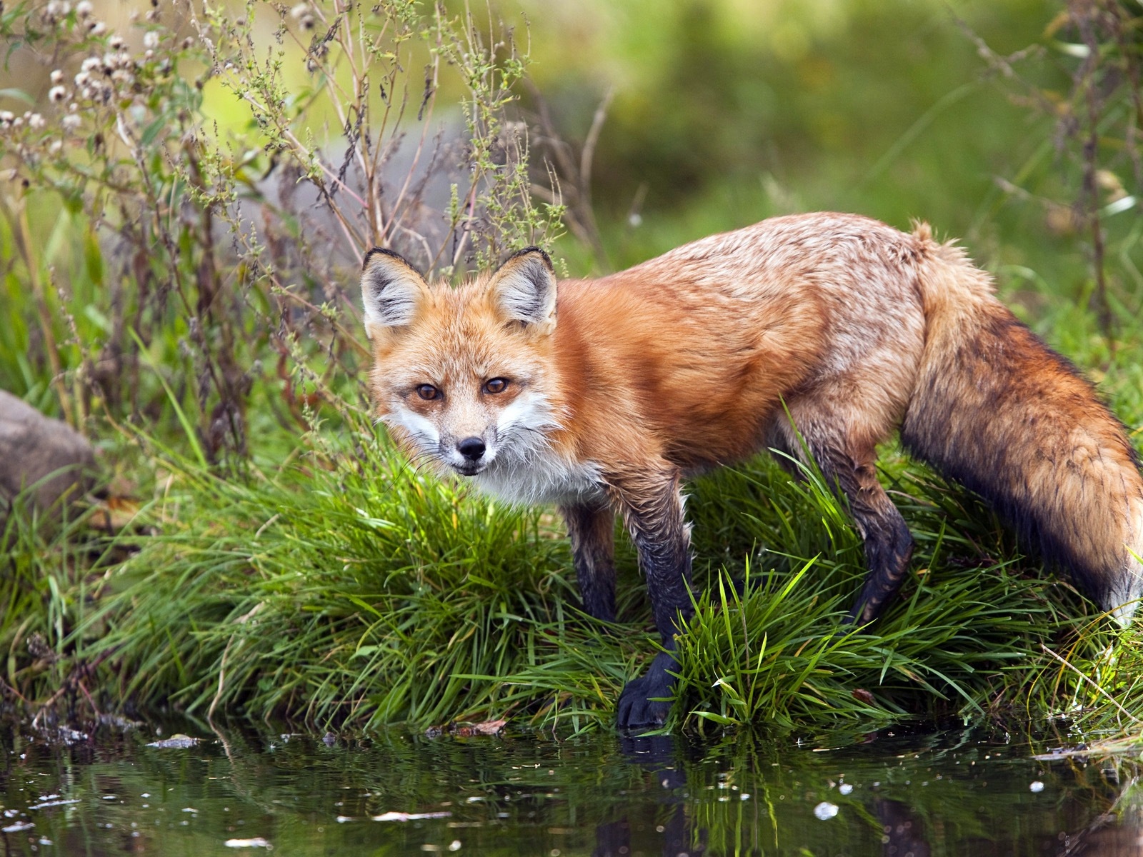 Živočišných detailní, roztomilých fox HD tapety na plochu #1 - 1600x1200