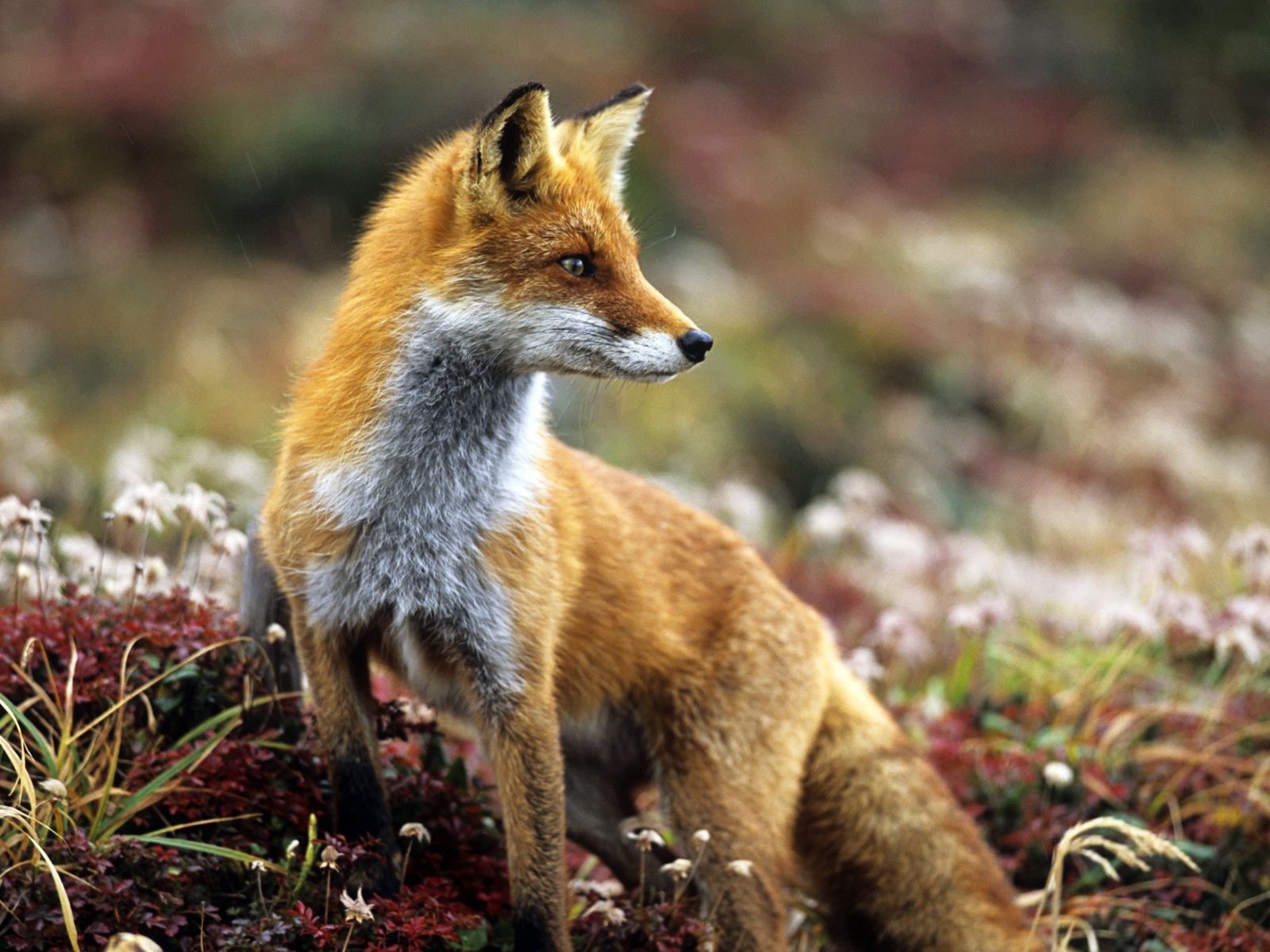 Animaux en gros plan, mignon fonds d'écran HD de renard #5 - 1600x1200