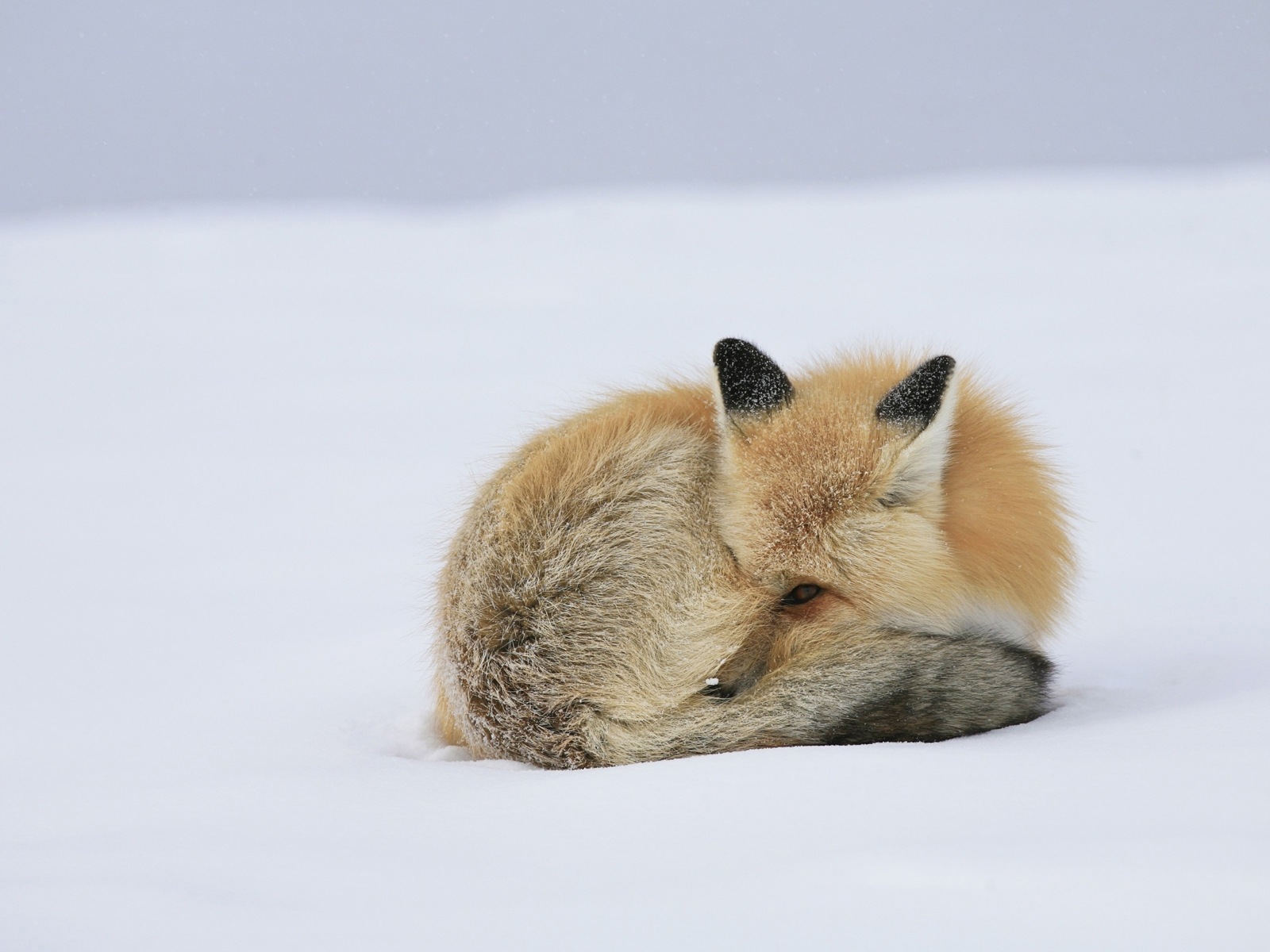 Živočišných detailní, roztomilých fox HD tapety na plochu #11 - 1600x1200