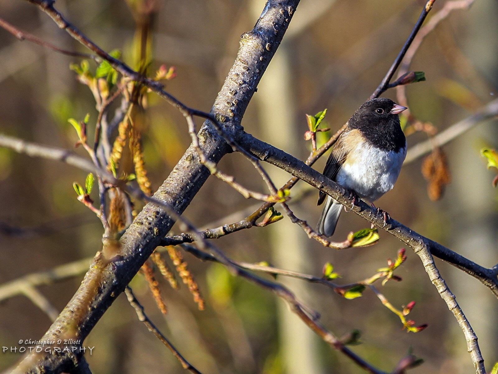 會飛的動物，鳥兒 高清壁紙 #3 - 1600x1200