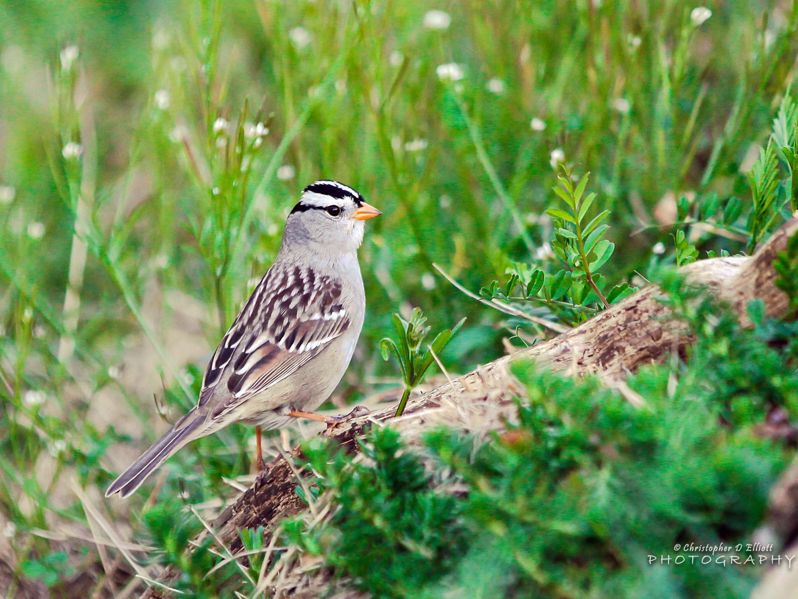 Fondos de pantalla de animales que vuelan, las aves de alta definición #4 - 1600x1200