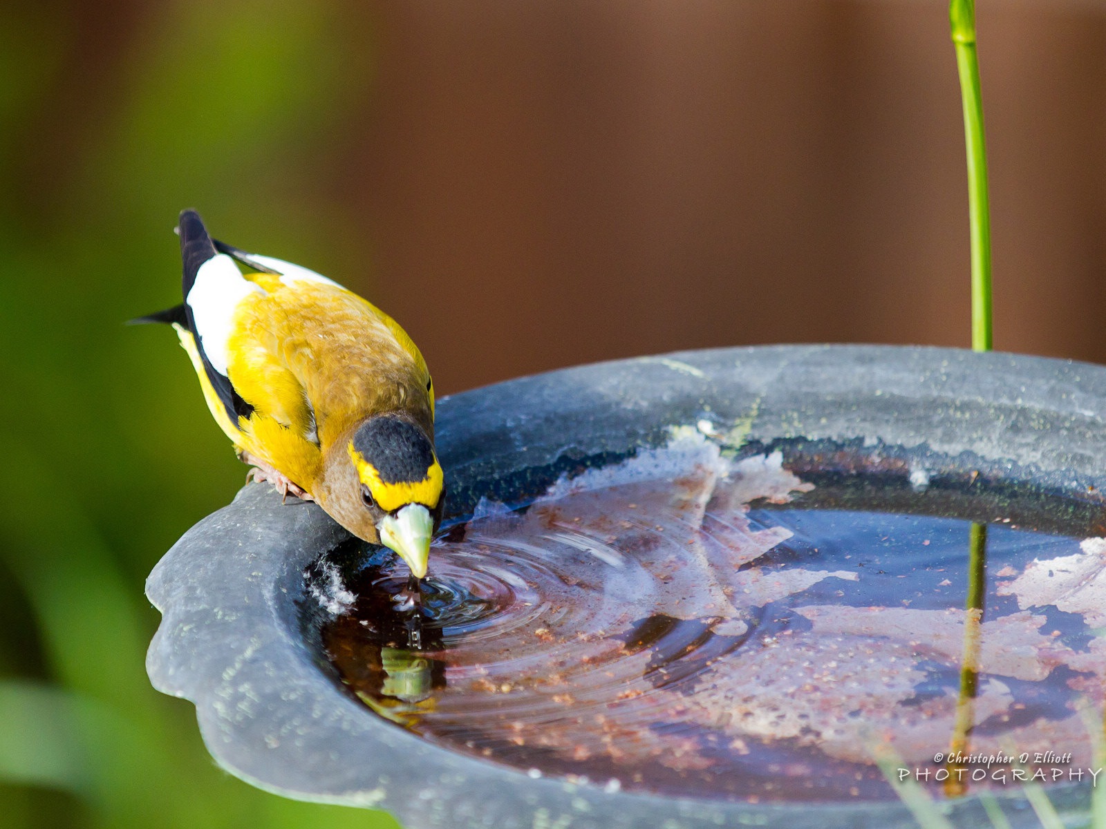 會飛的動物，鳥兒 高清壁紙 #6 - 1600x1200