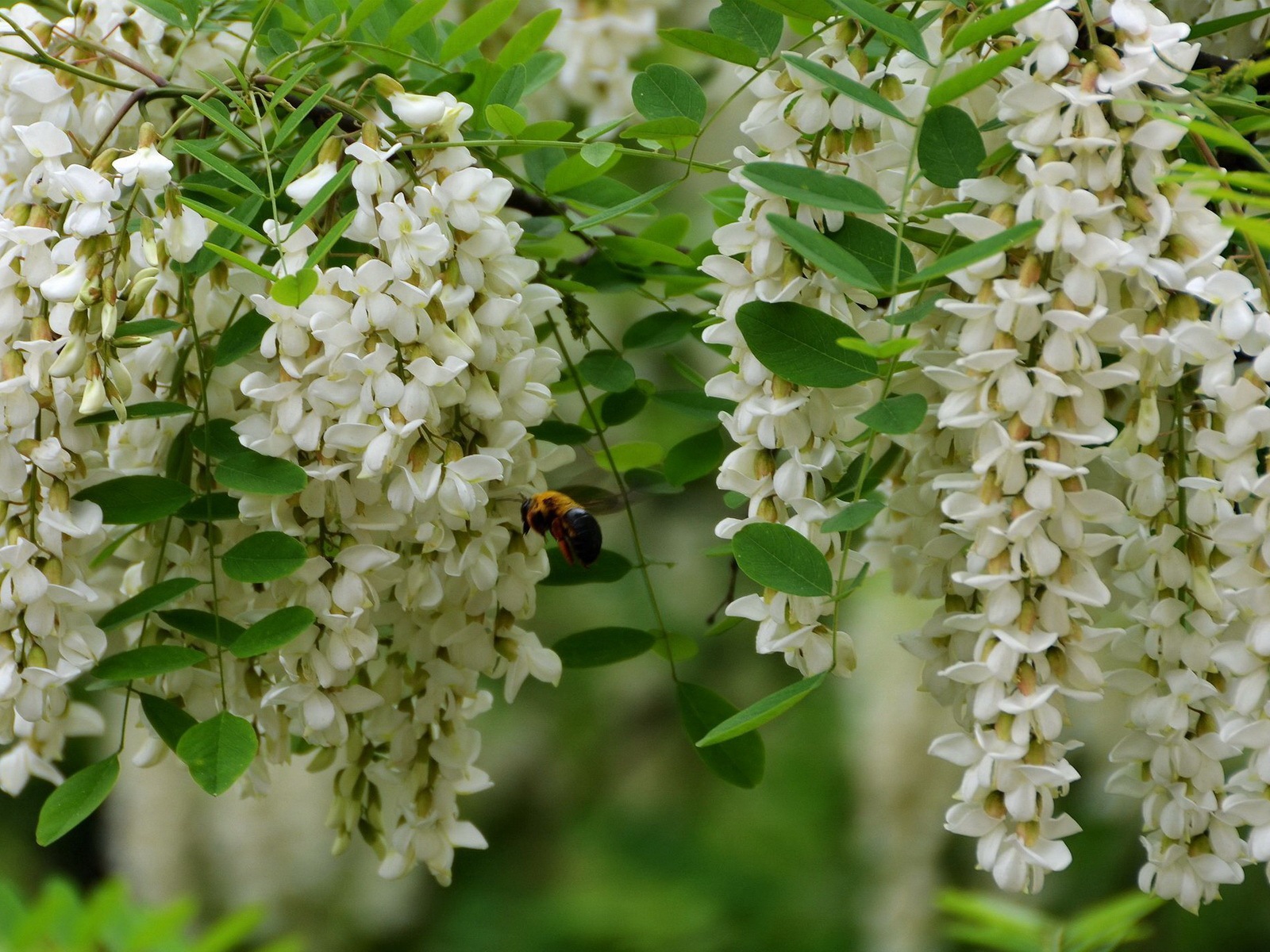 白色粉紅色槐樹花 高清壁紙 #4 - 1600x1200