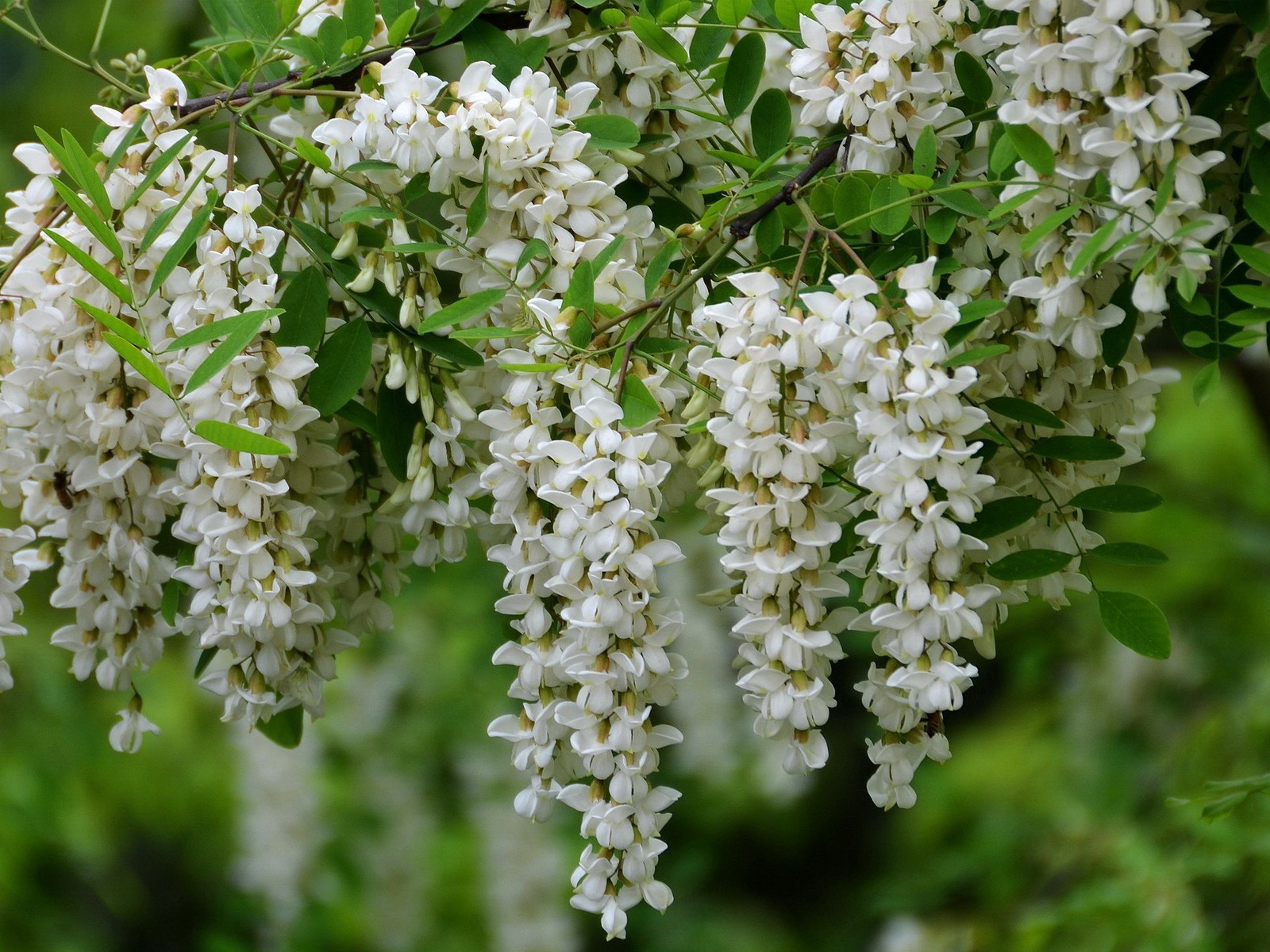 White pink locust tree flowers HD wallpapers #5 - 1600x1200