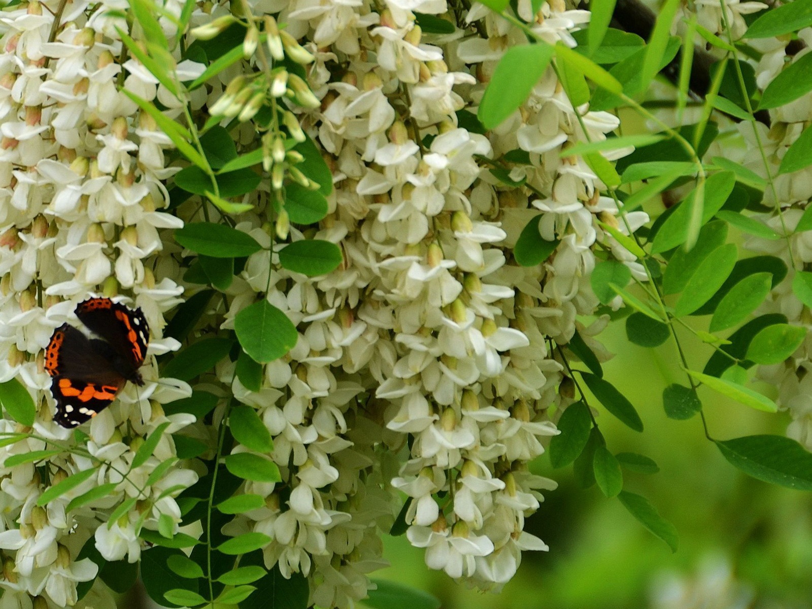 White pink locust tree flowers HD wallpapers #6 - 1600x1200