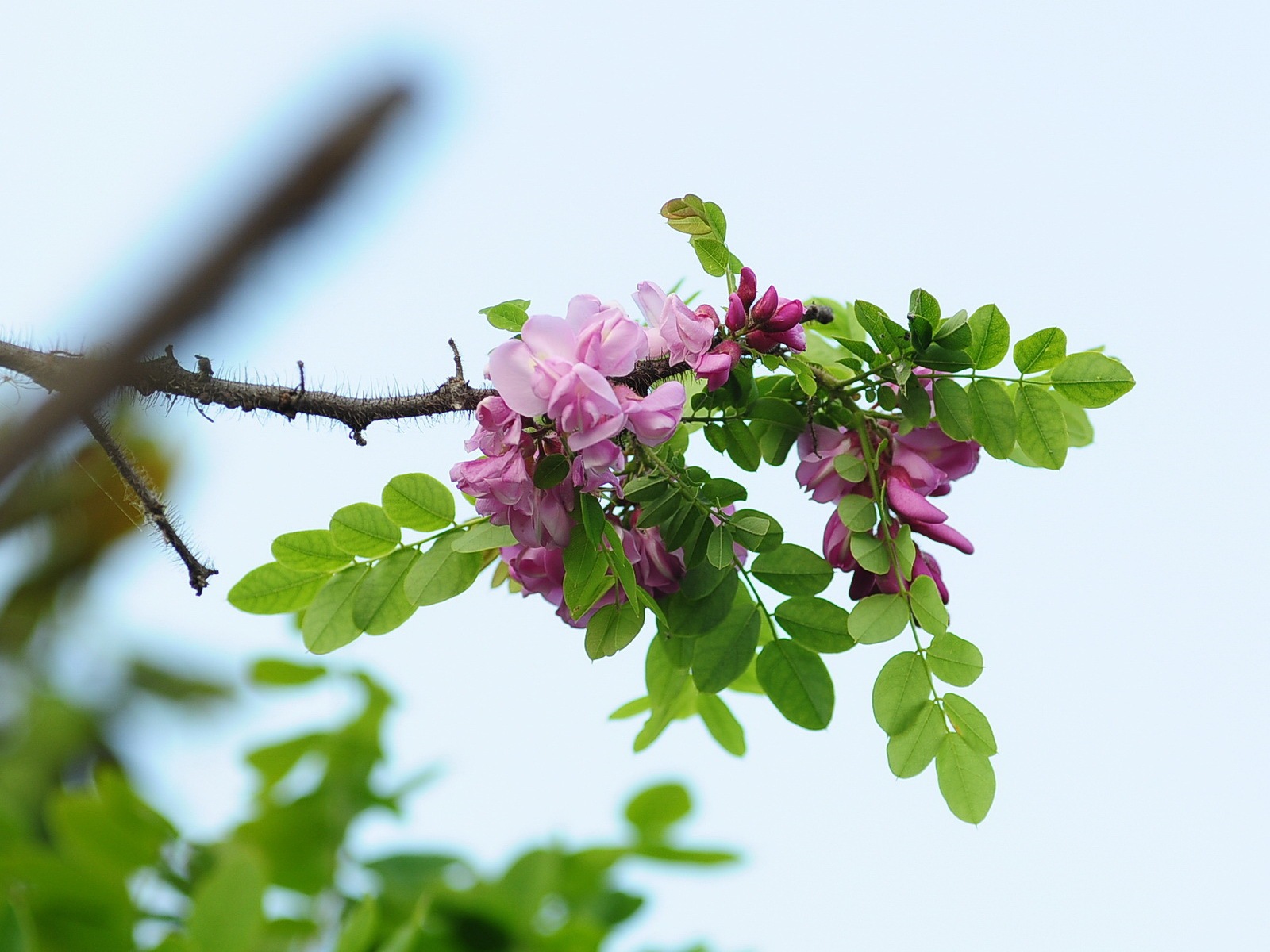 White pink locust tree flowers HD wallpapers #11 - 1600x1200