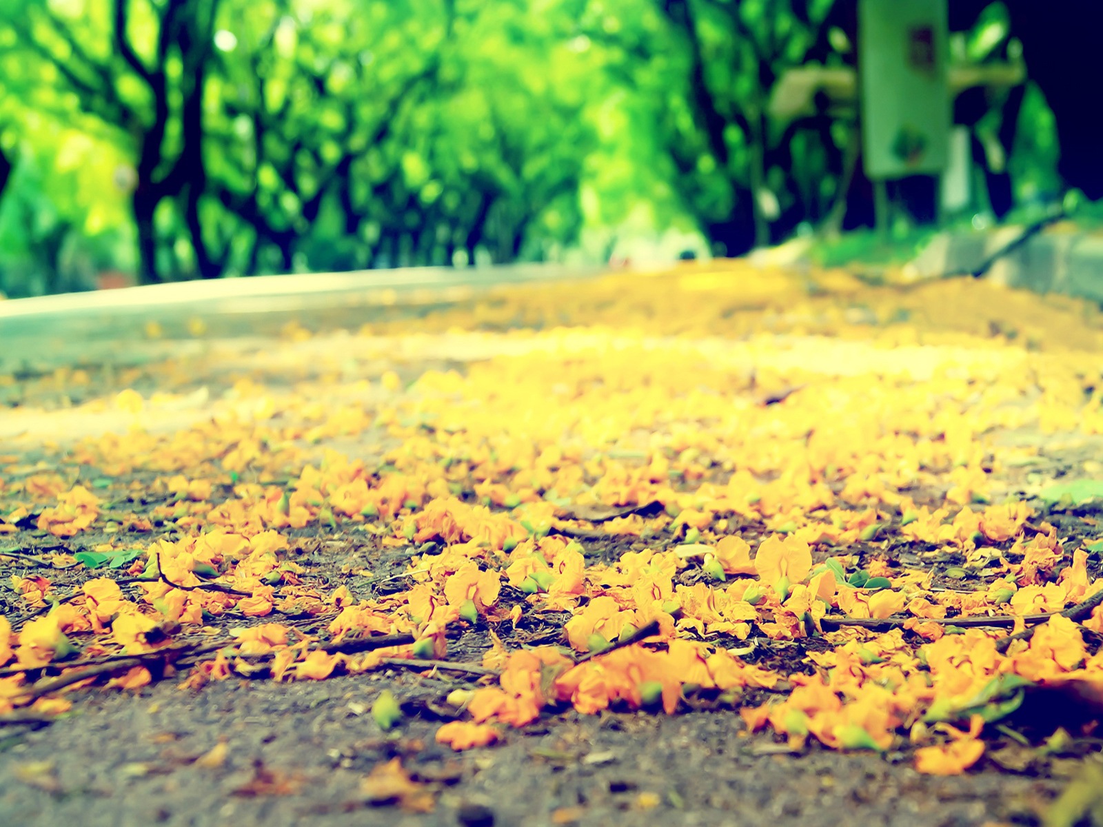 Flowers fall on ground, beautiful HD wallpapers #3 - 1600x1200