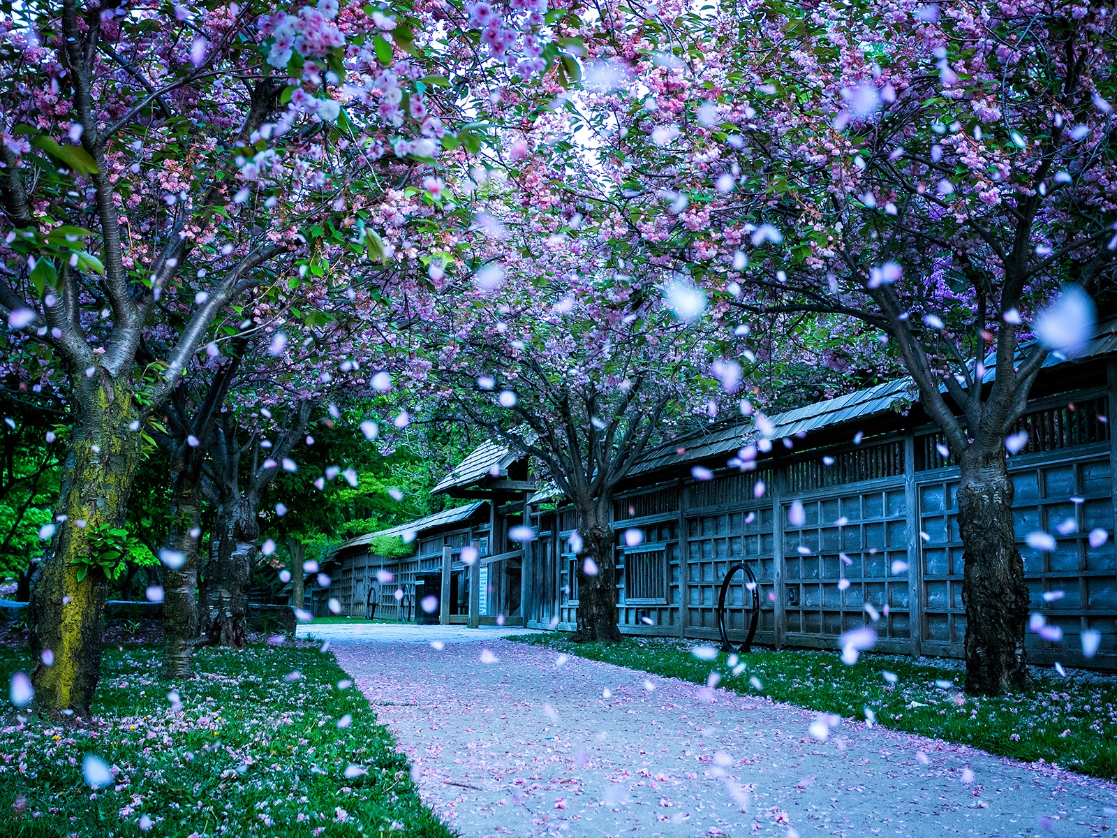 鮮花落在地上，漂亮的高清壁紙 #4 - 1600x1200