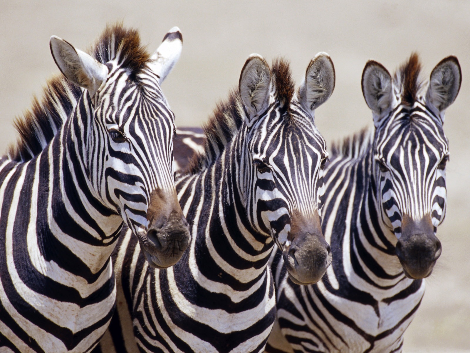 Schwarz-weiß gestreifte Tier, Zebra HD Wallpaper #1 - 1600x1200