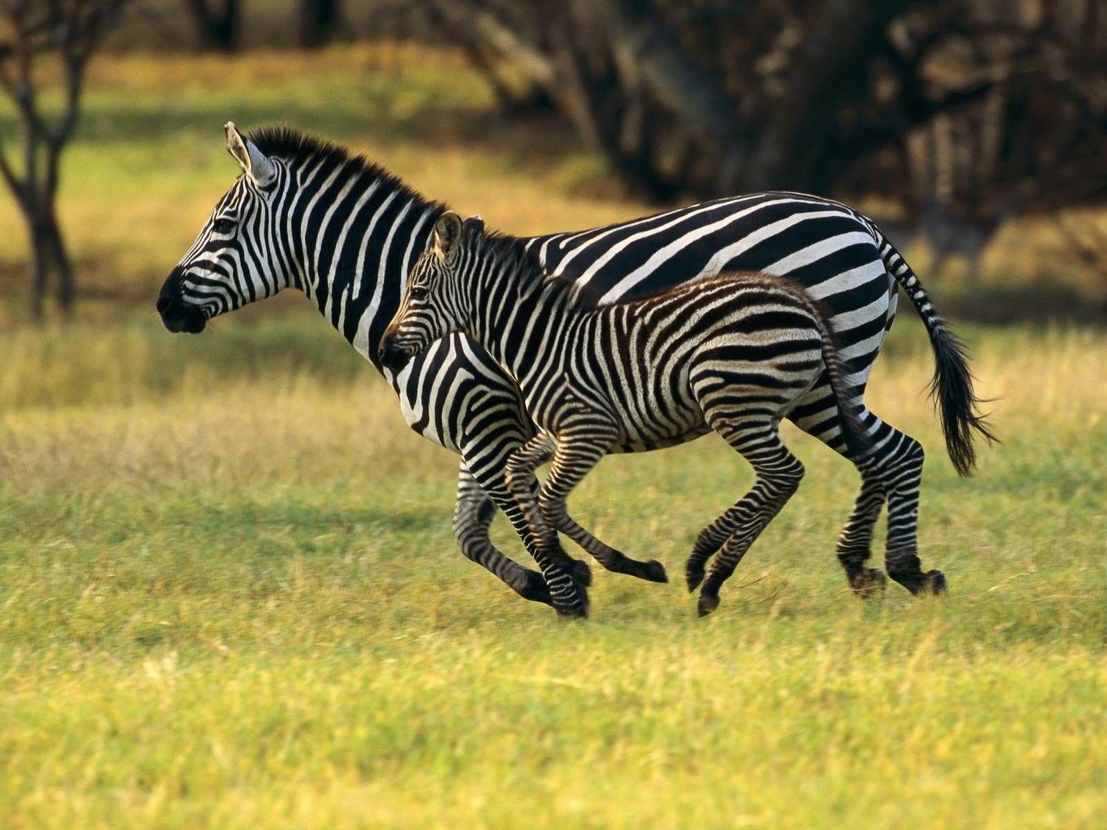 Schwarz-weiß gestreifte Tier, Zebra HD Wallpaper #6 - 1600x1200