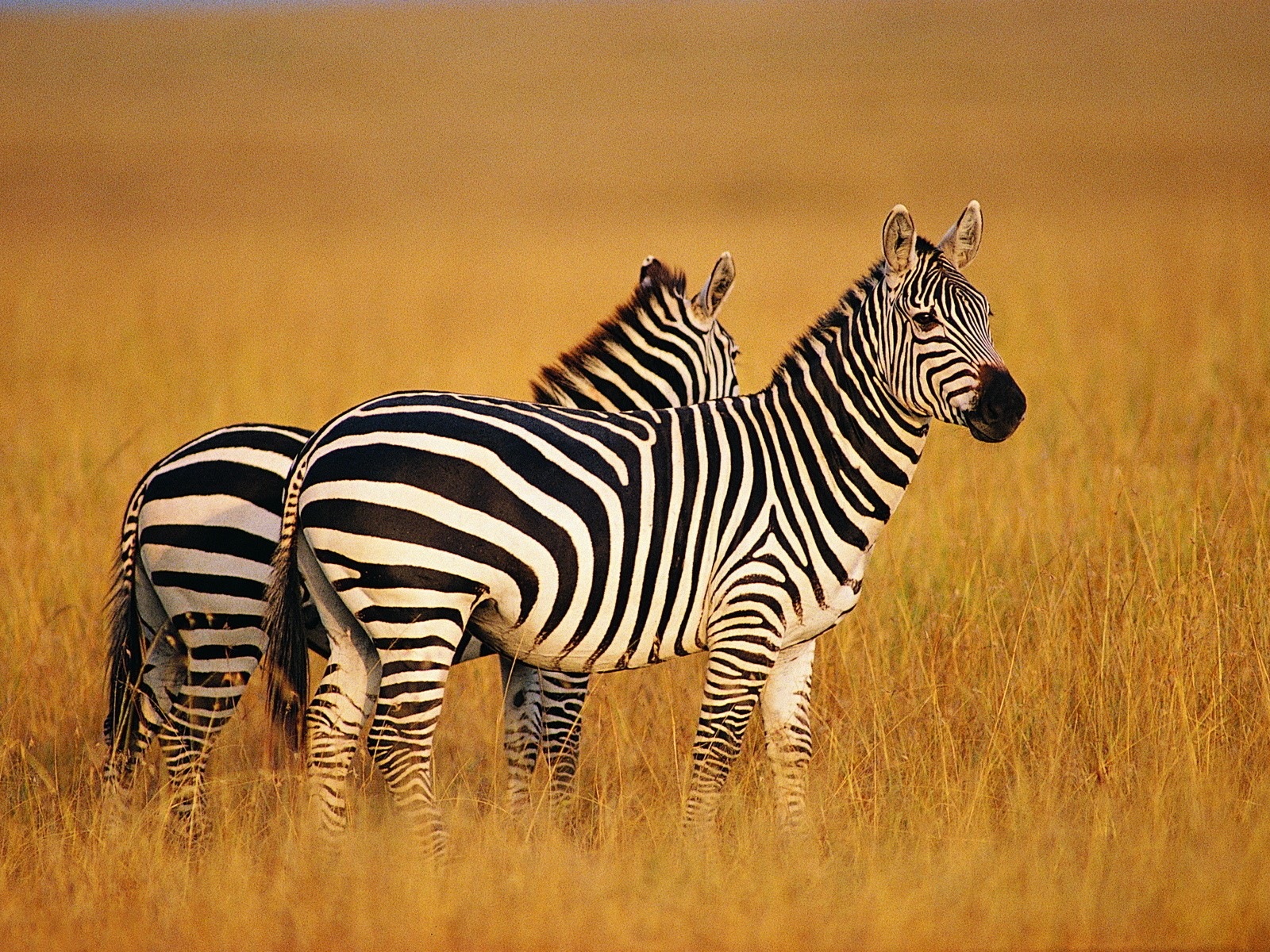Schwarz-weiß gestreifte Tier, Zebra HD Wallpaper #7 - 1600x1200
