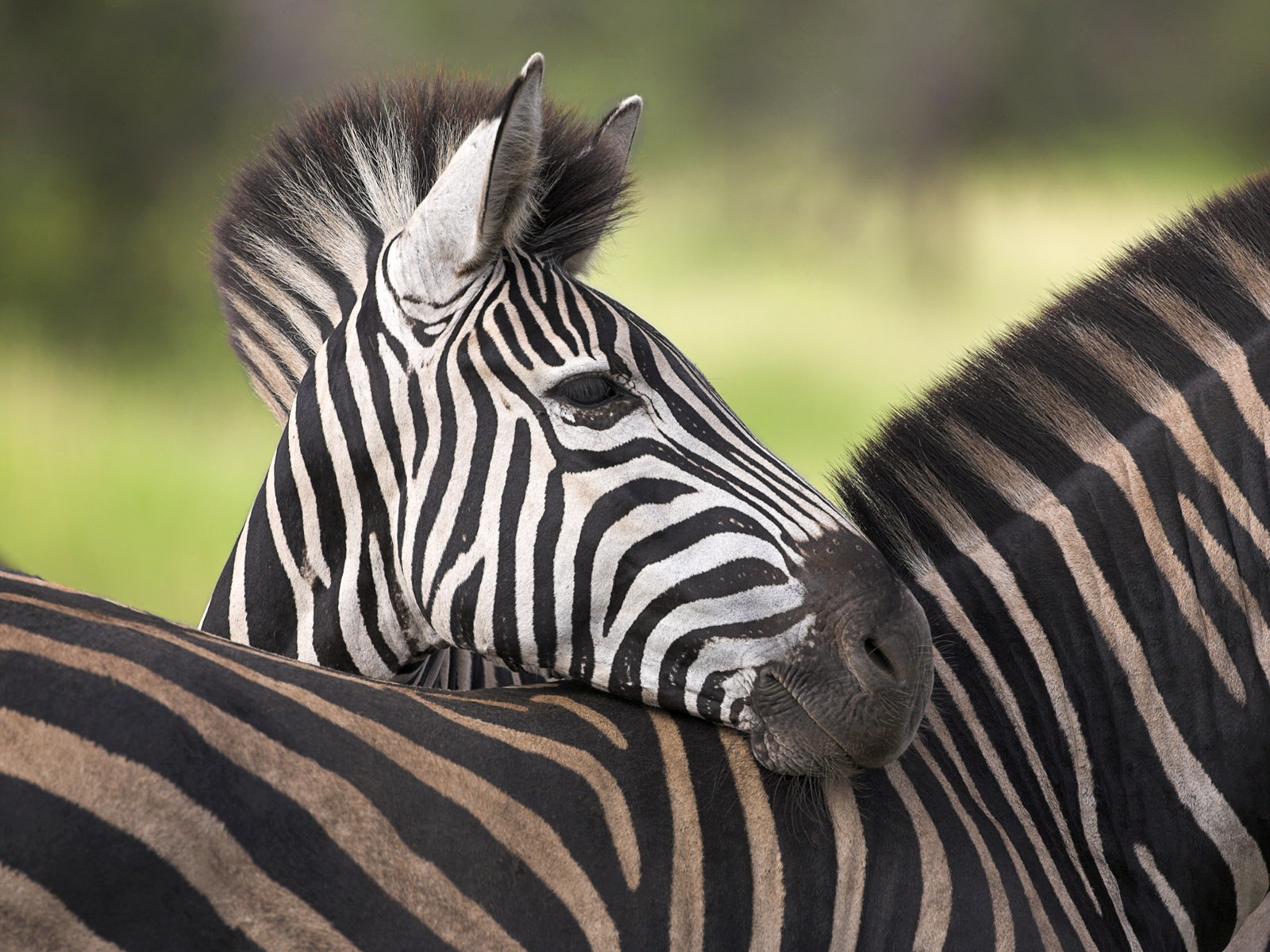 Schwarz-weiß gestreifte Tier, Zebra HD Wallpaper #16 - 1600x1200