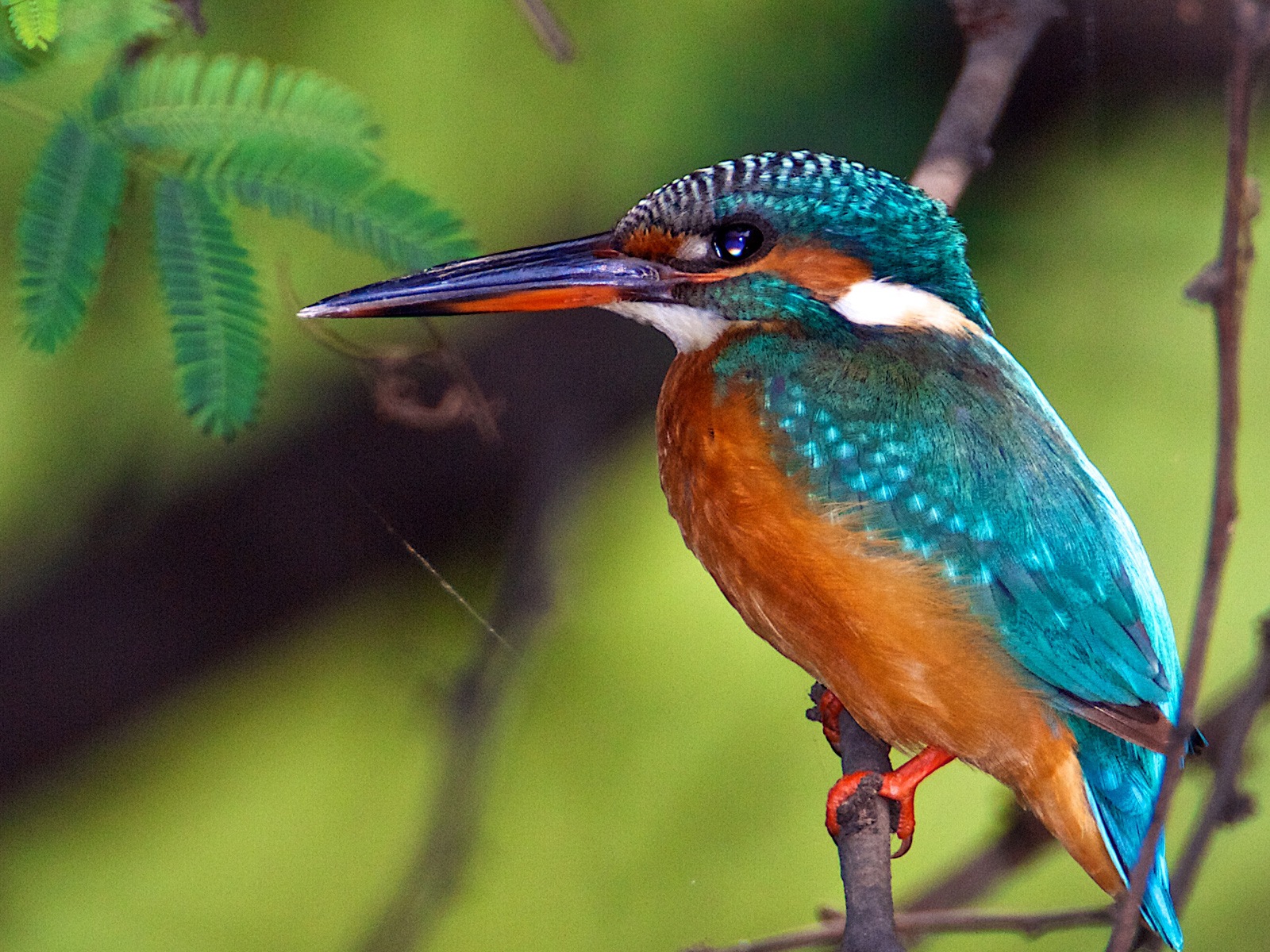 捕魚高手，翠鳥高清壁紙 #2 - 1600x1200