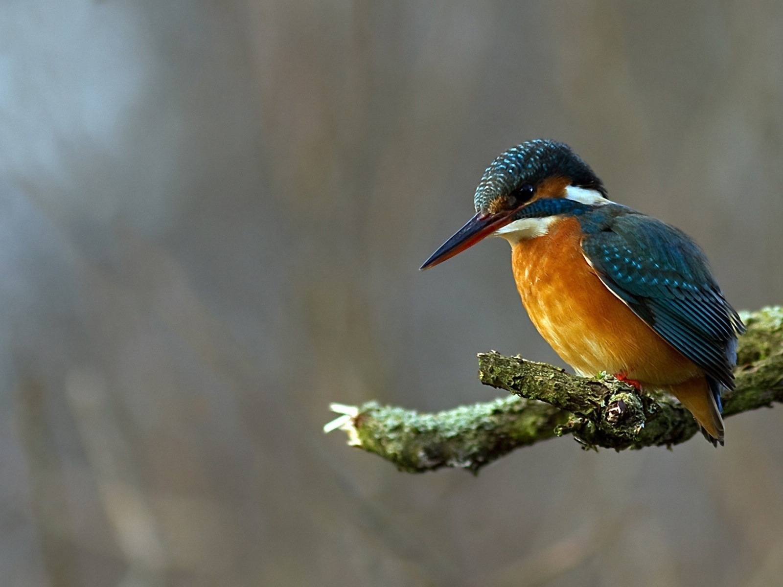 捕魚高手，翠鳥高清壁紙 #4 - 1600x1200