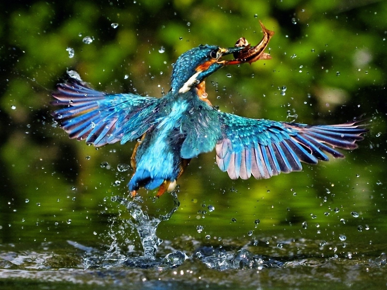捕魚高手，翠鳥高清壁紙 #20 - 1600x1200