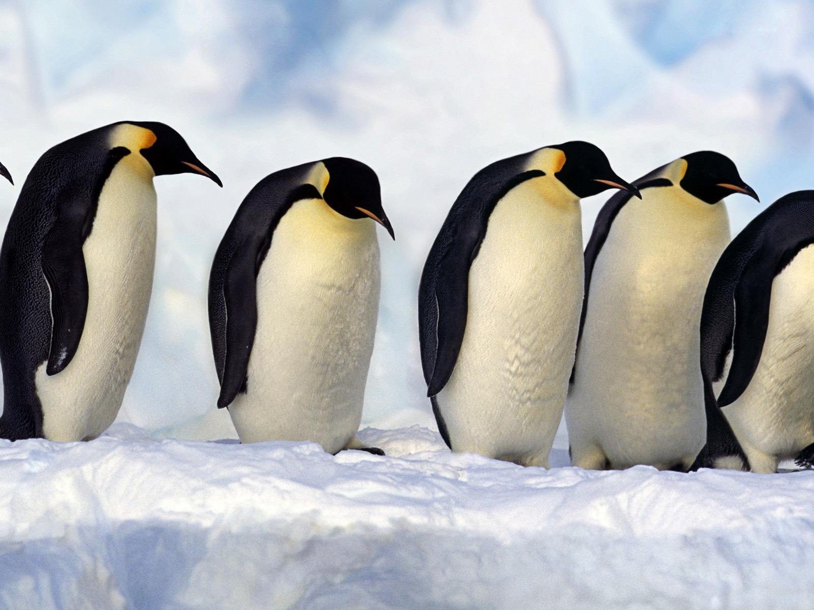 動物的世界，Windows 8 全景寬屏壁紙 #1 - 1600x1200